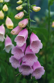 Digitalis purpurea ssp heywoodii